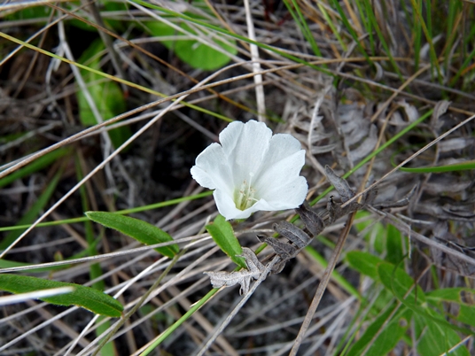 {Stylisma pickeringii}